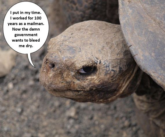 Turtles That Are Secretly Grumpy Old Men - 12thBlog