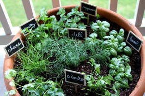 Phenomenal Indoor Herb Gardens Thblog